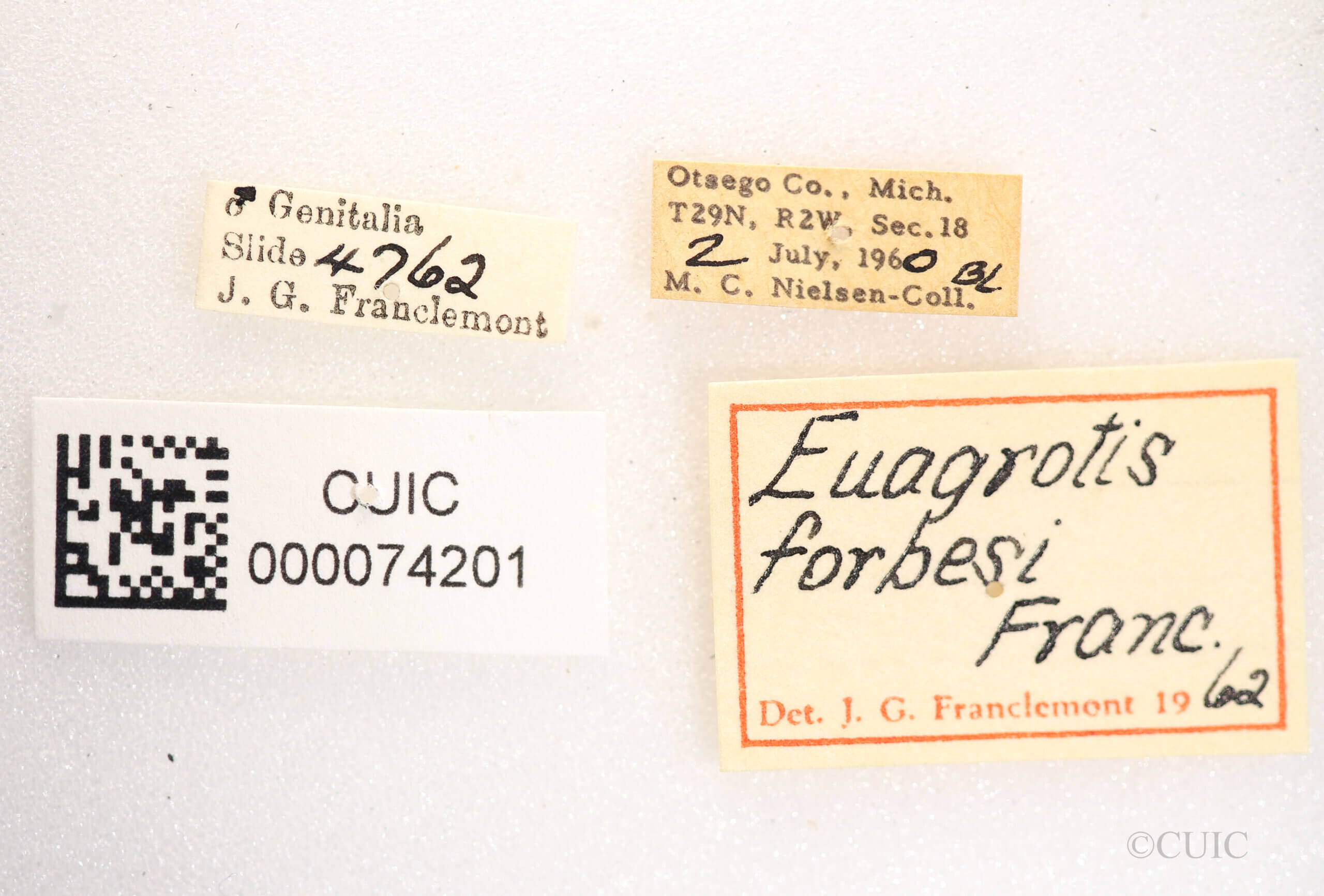 label view of Anicla forbesi