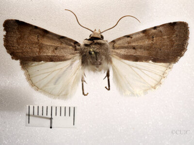 dorsal view of adult Anicla forbesi