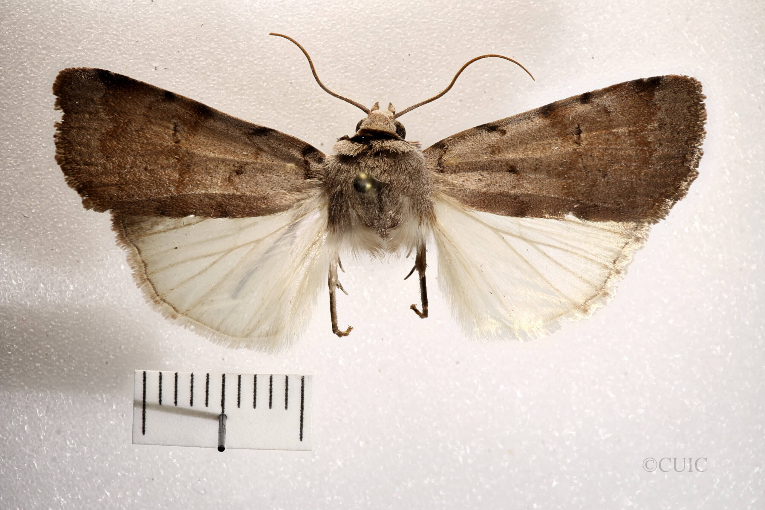 dorsal view of adult Anicla forbesi