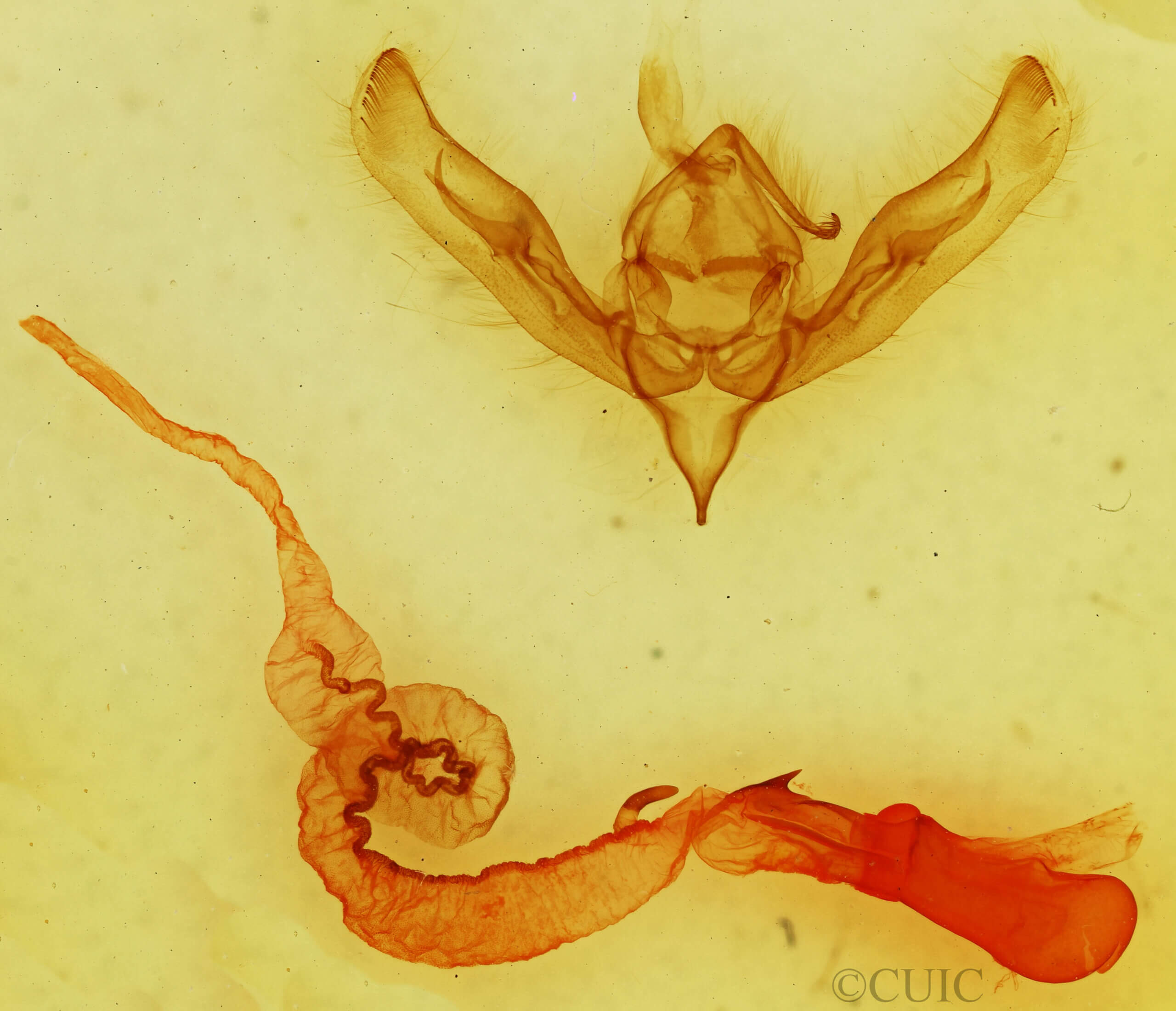 genitalia view of adult Anicla forbesi