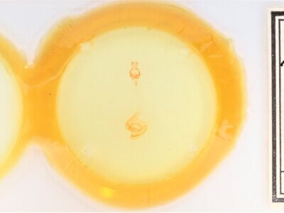 slide view of adult Anicla cemolia