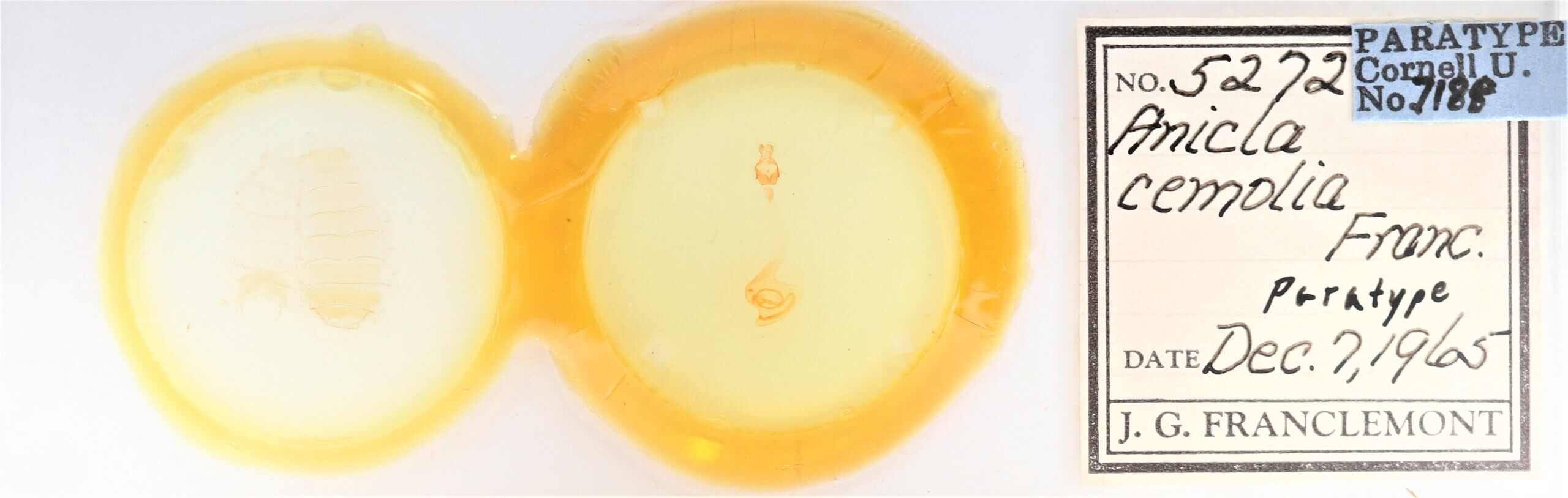 slide view of adult Anicla cemolia