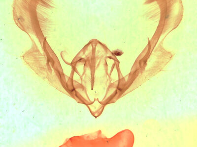 genitalia view of adult Anicla cemolia