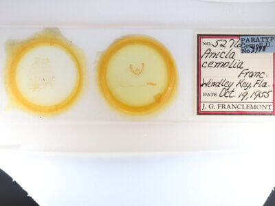 slide view of adult Anicla cemolia