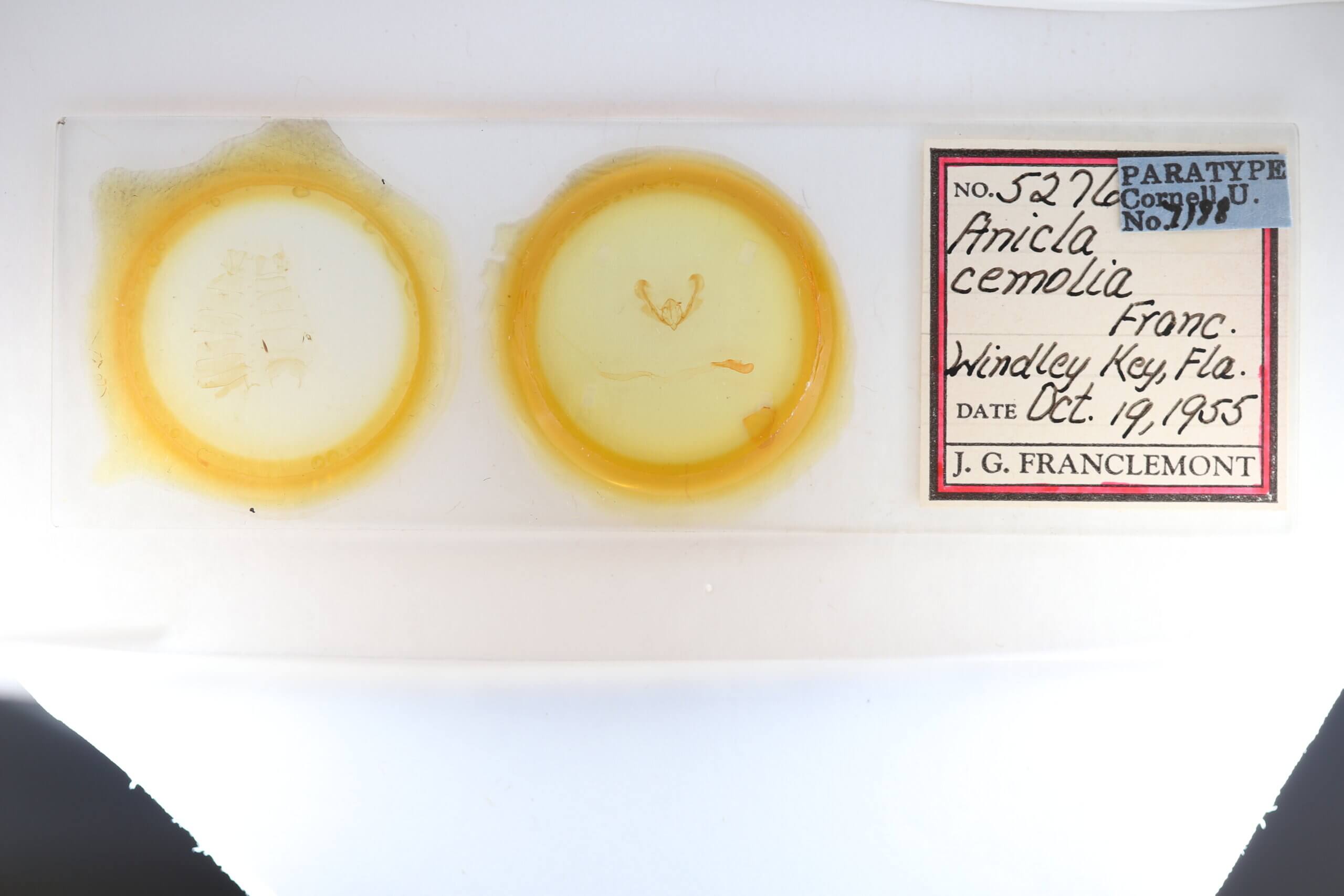 slide view of adult Anicla cemolia