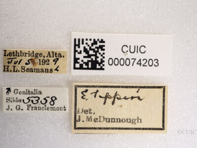 label view of Anicla tepperi