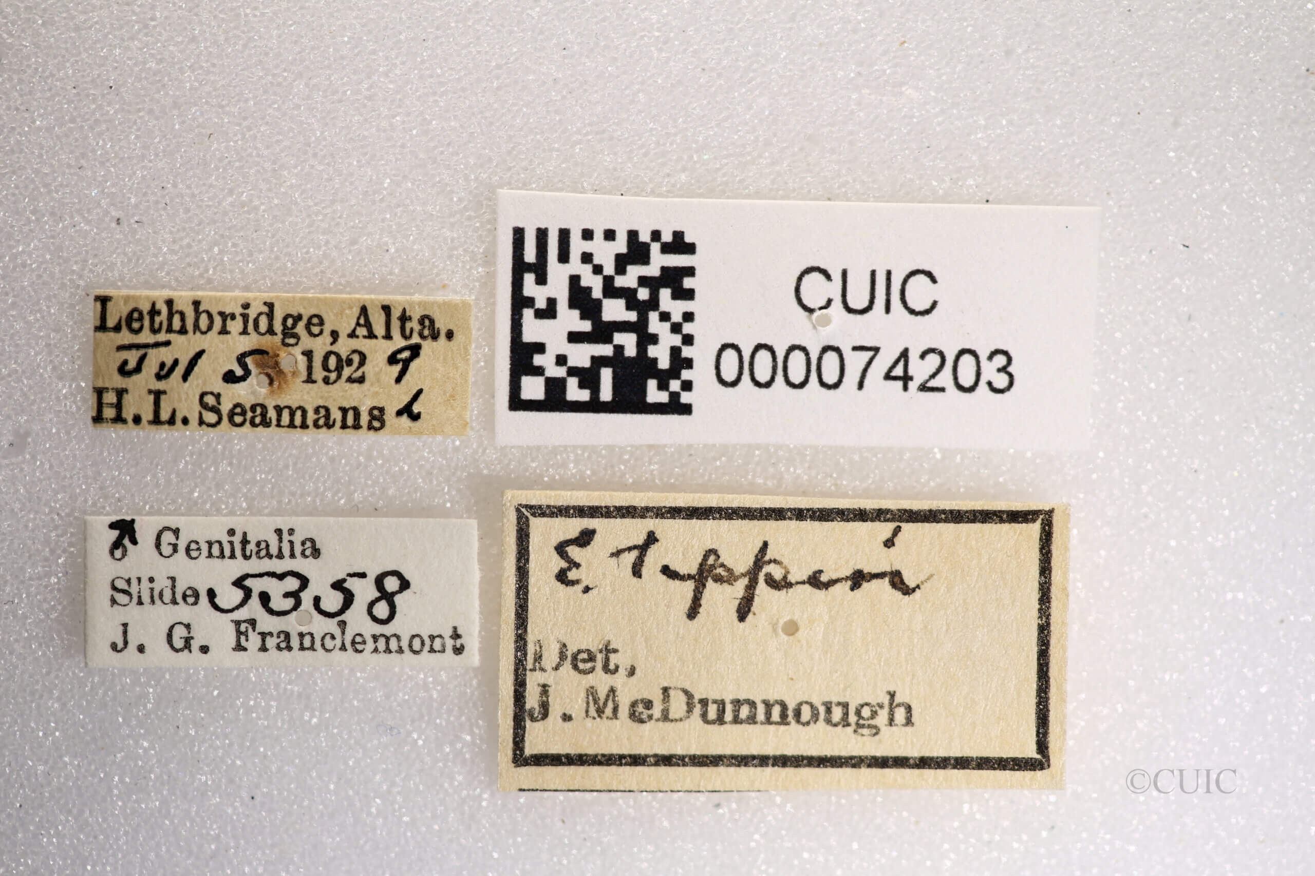 label view of Anicla tepperi