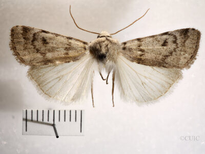 dorsal view of adult Anicla tepperi