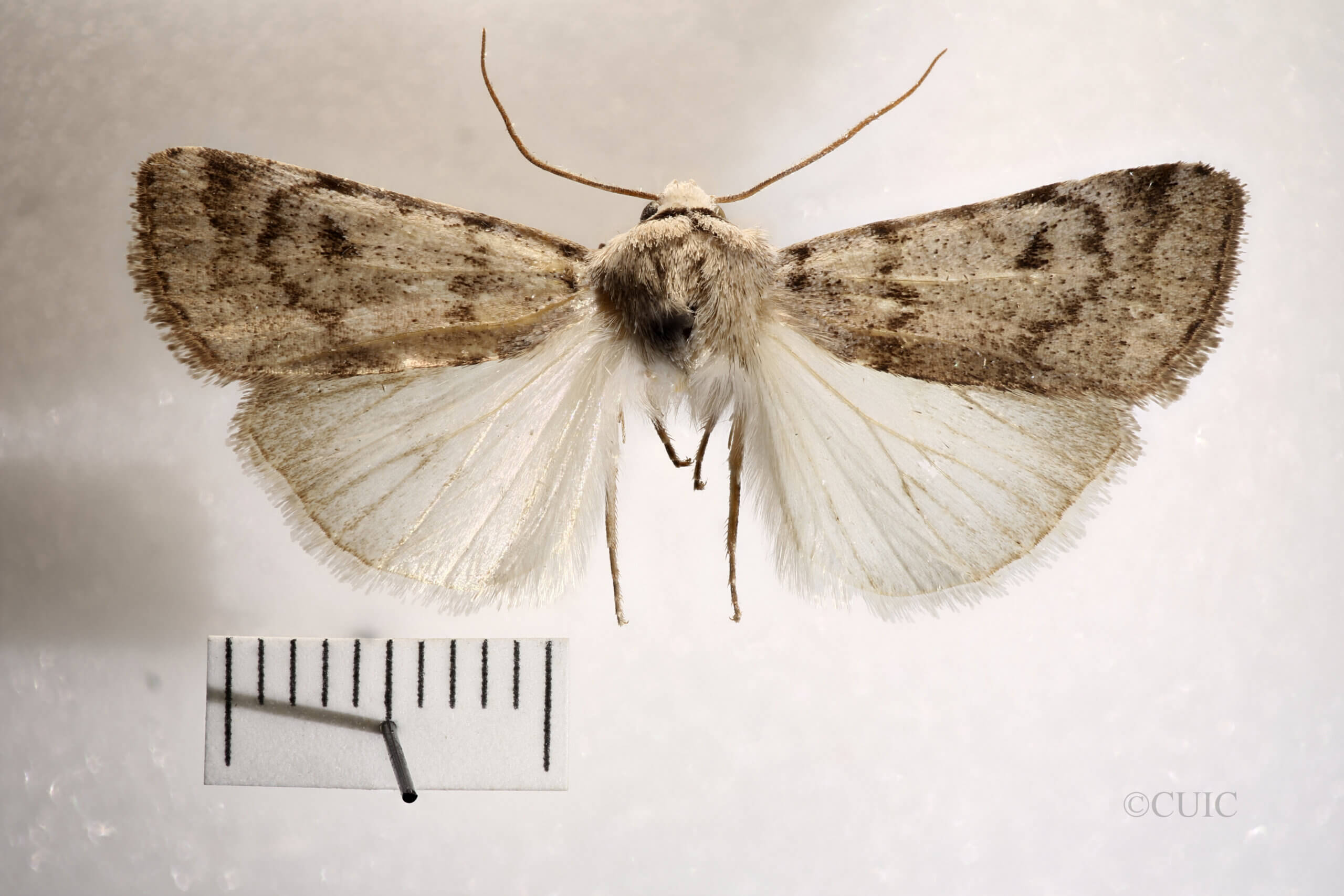 dorsal view of adult Anicla tepperi