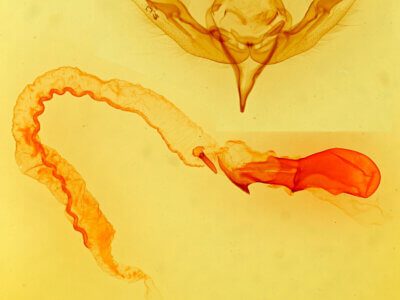 genitalia view of adult Anicla tepperi