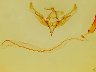 genitalia view of adult Anicla exuberans