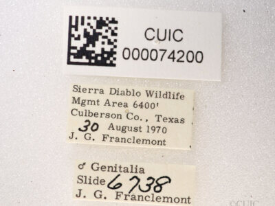label view of Anicla exuberans
