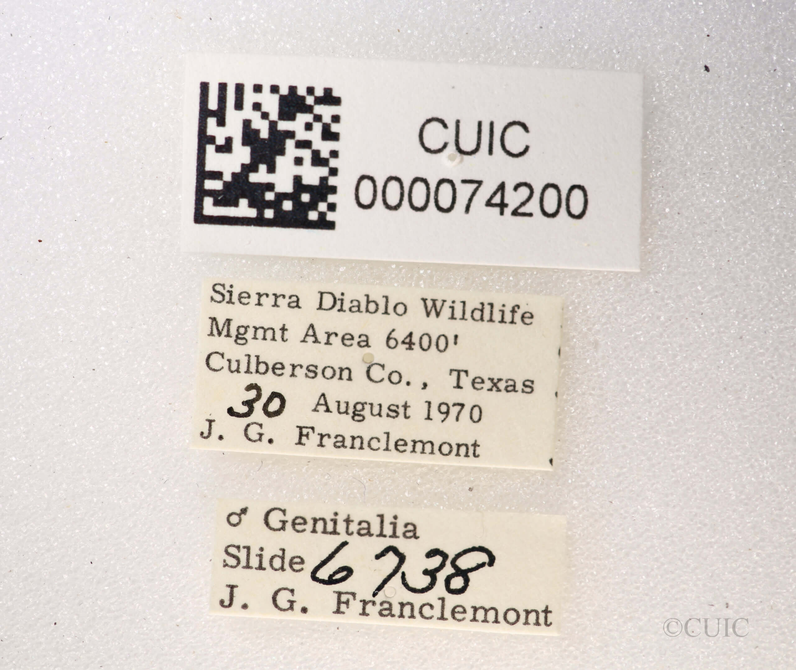 label view of Anicla exuberans