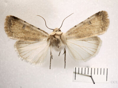 dorsal view of adult Anicla exuberans