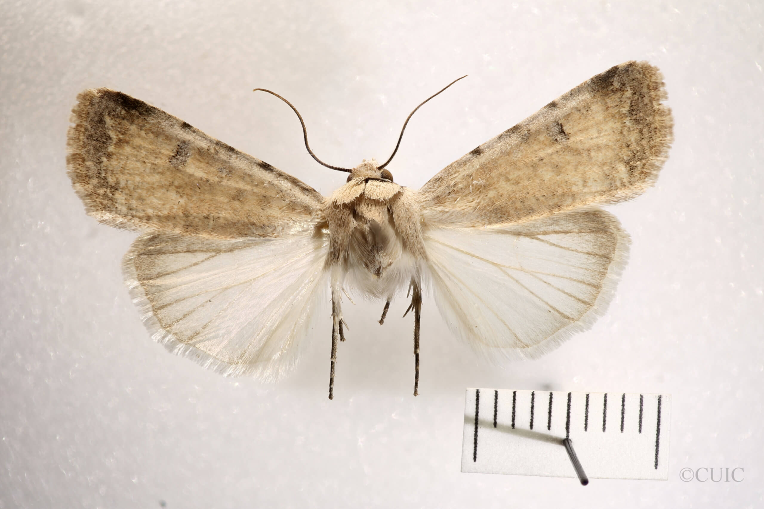 dorsal view of adult Anicla exuberans