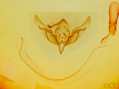 genitalia view of adult Anicla digna