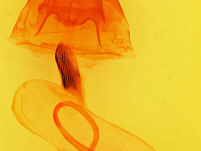 genitalia view of adult Cucullia speyeri