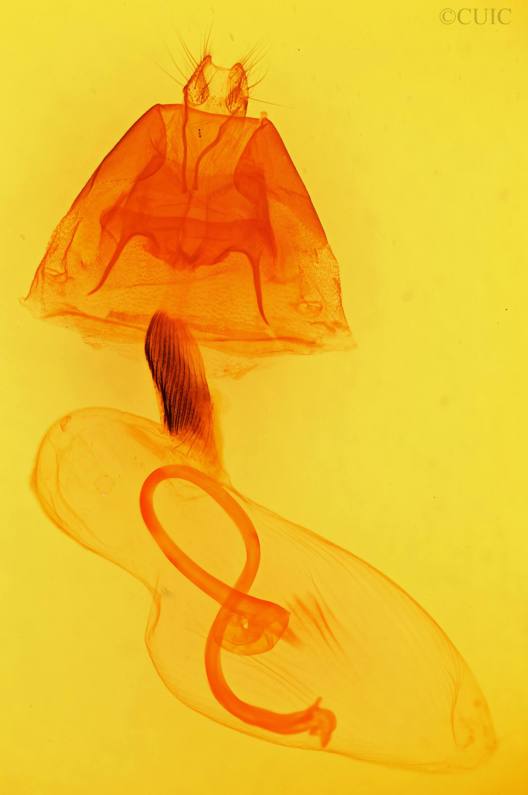 genitalia view of adult Cucullia speyeri