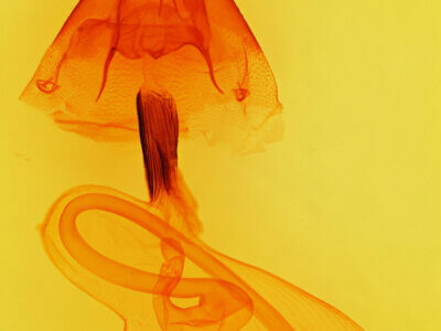 genitalia view of adult Cucullia laetifica