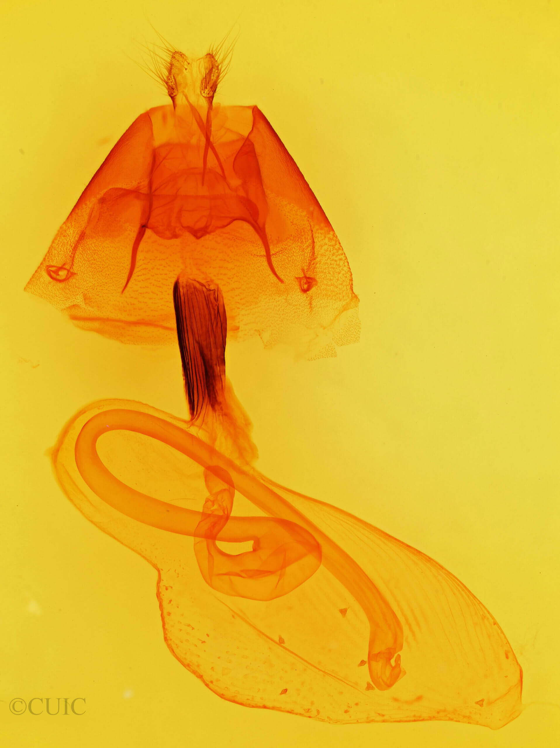 genitalia view of adult Cucullia laetifica