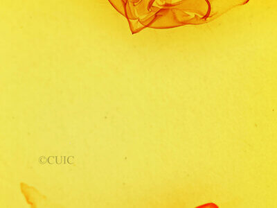 genitalia view of adult Cucullia laetifica