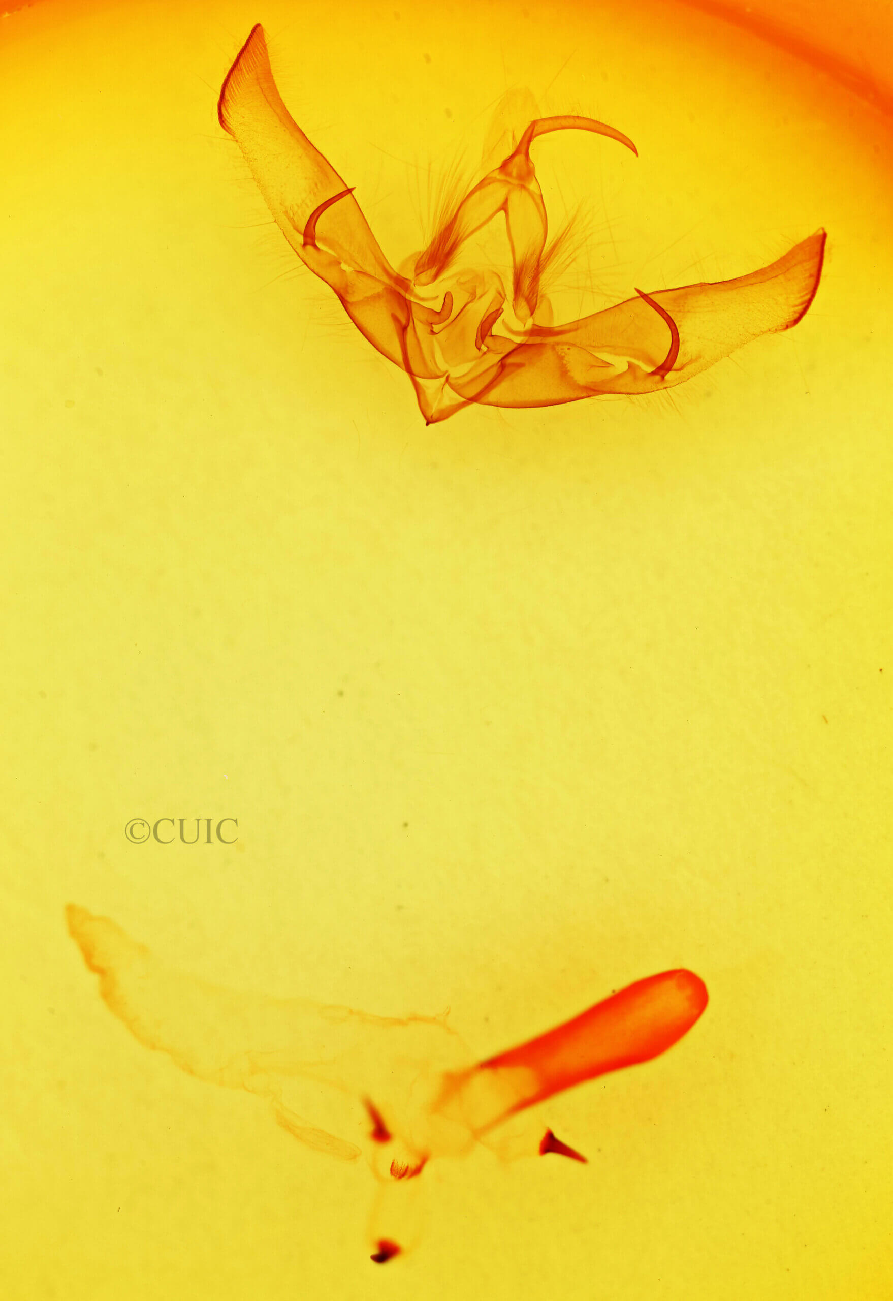 genitalia view of adult Cucullia laetifica