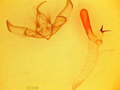 genitalia view of adult Cucullia laetifica