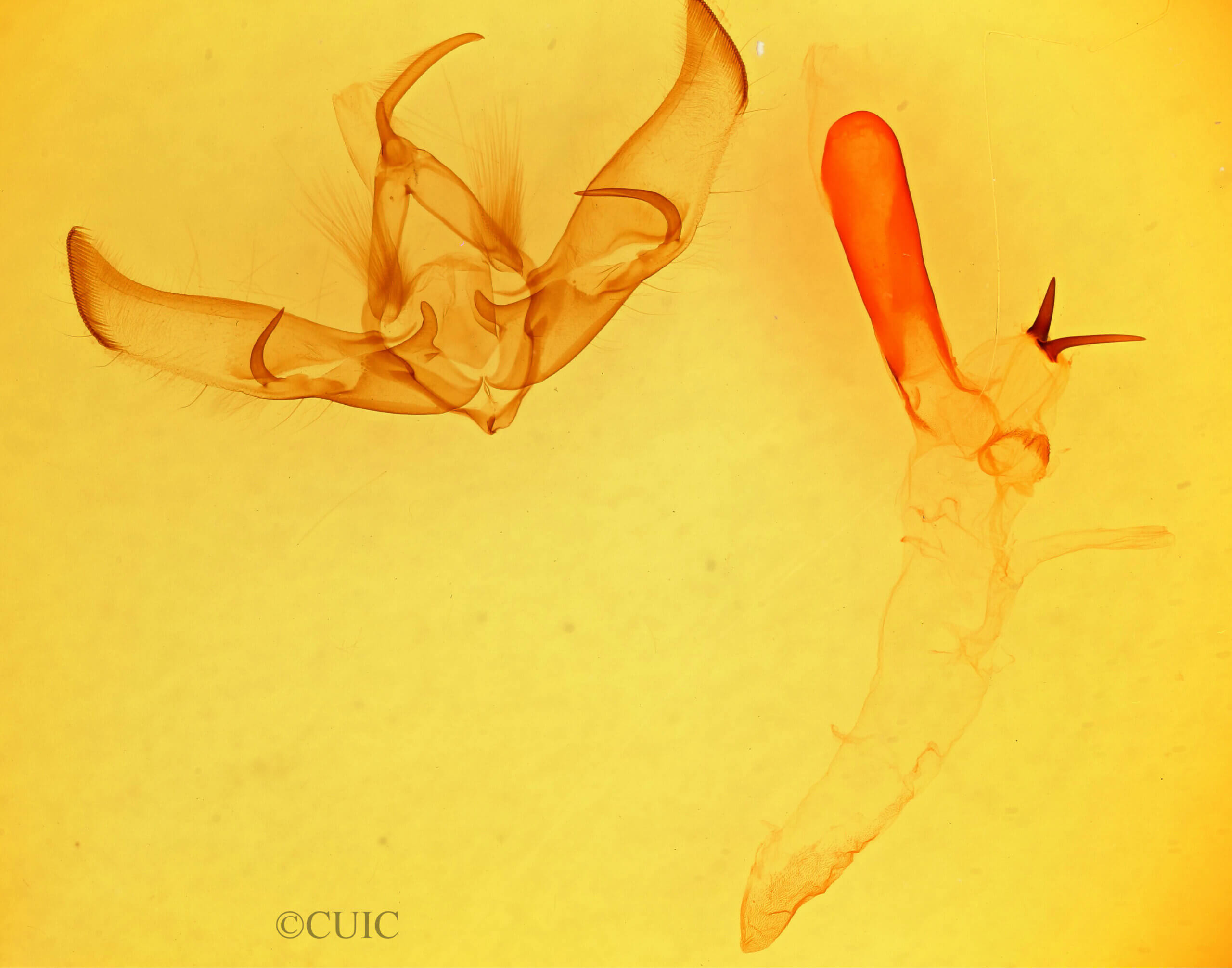 genitalia view of adult Cucullia laetifica