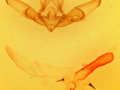 genitalia view of adult Cucullia laetifica