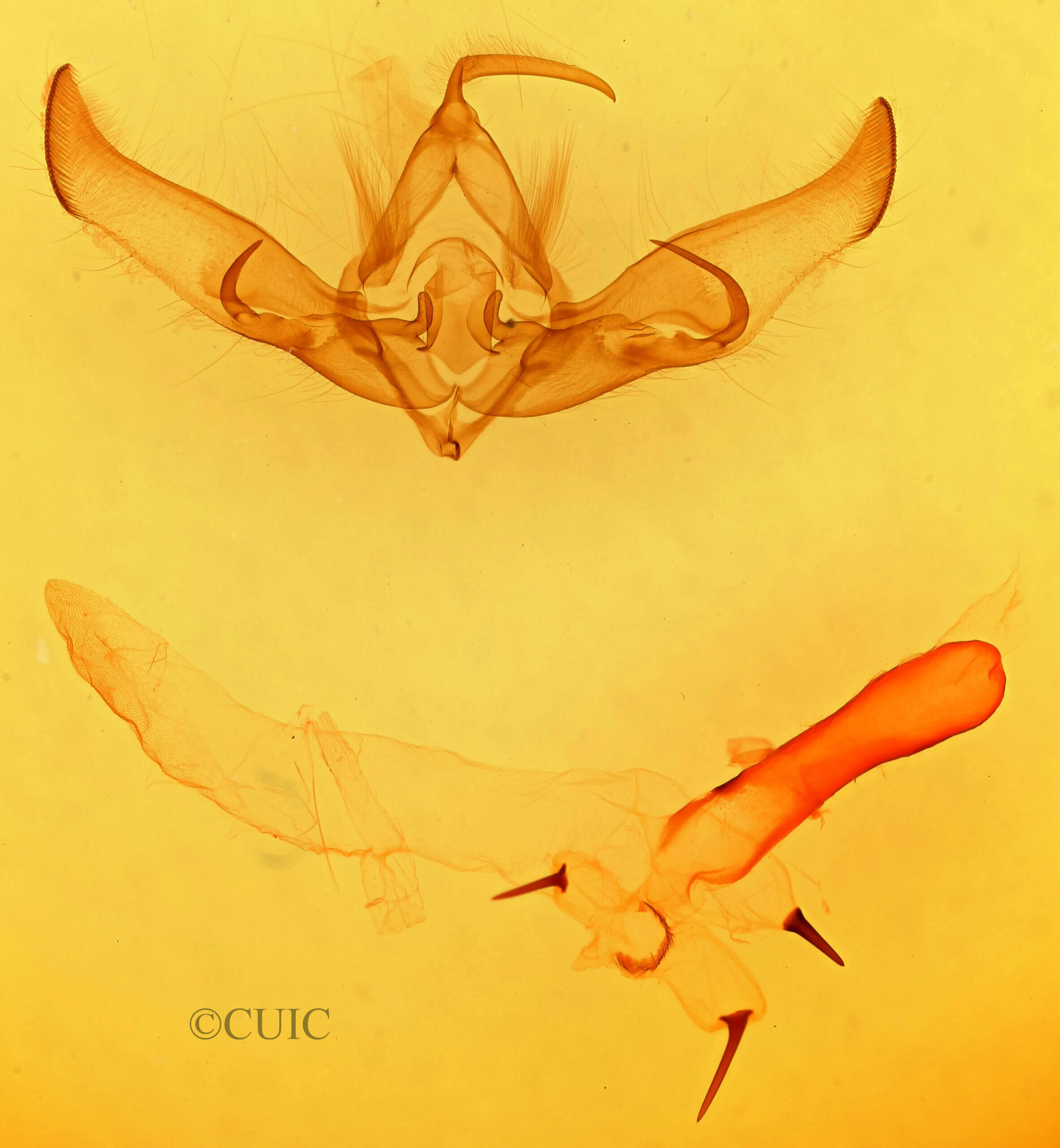 genitalia view of adult Cucullia laetifica