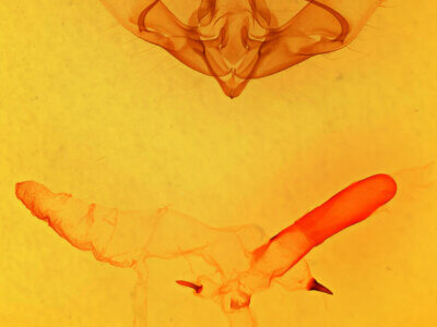 genitalia view of adult Cucullia laetifica