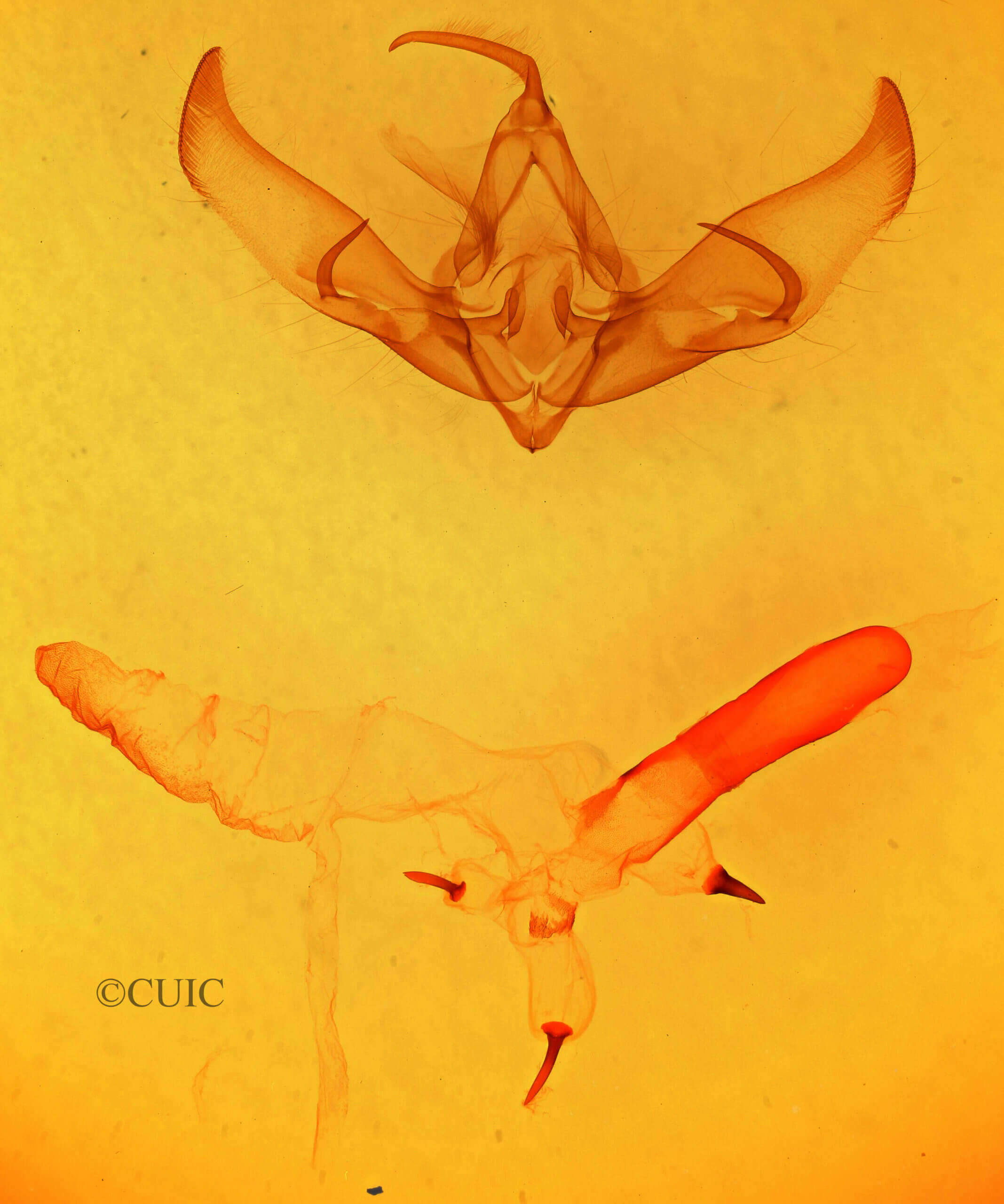 genitalia view of adult Cucullia laetifica