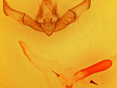 genitalia view of adult Cucullia laetifica