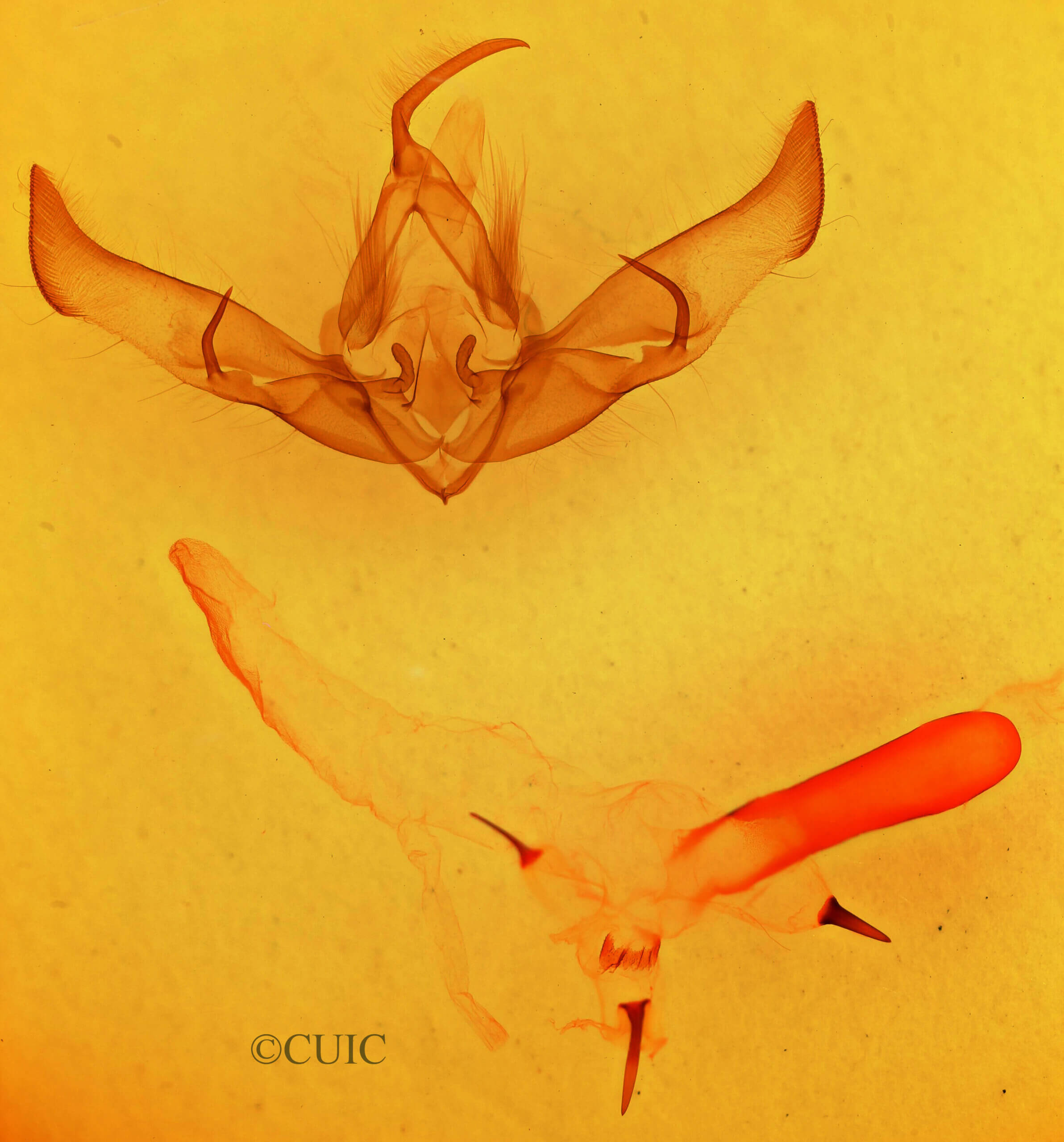 genitalia view of adult Cucullia laetifica