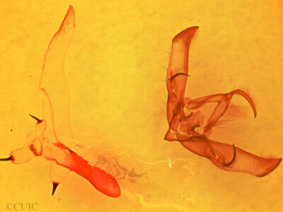 genitalia view of adult Cucullia laetifica