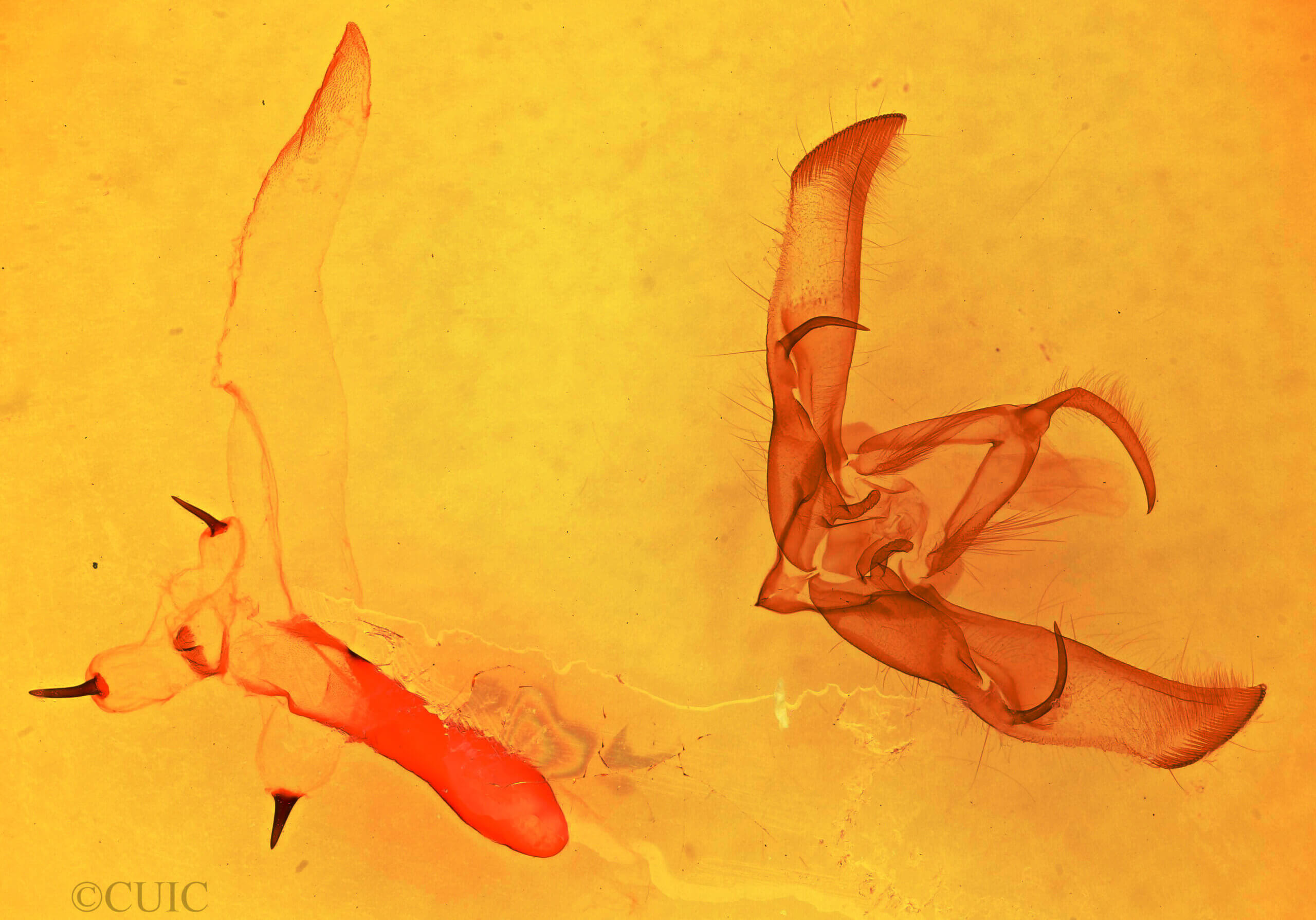 genitalia view of adult Cucullia laetifica
