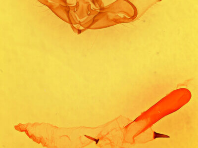 genitalia view of adult Cucullia laetifica