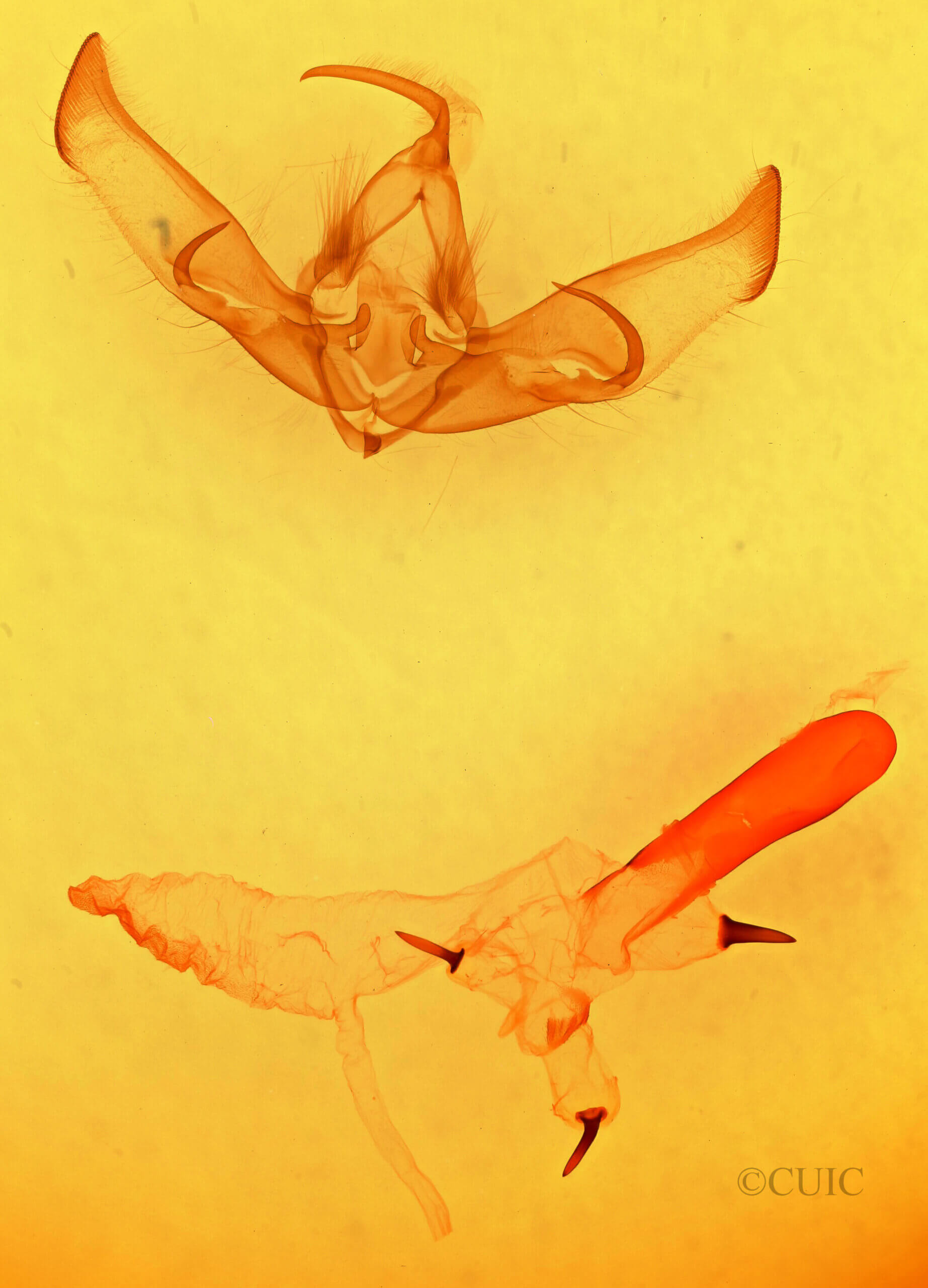 genitalia view of adult Cucullia laetifica