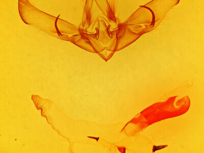 genitalia view of adult Cucullia speyeri