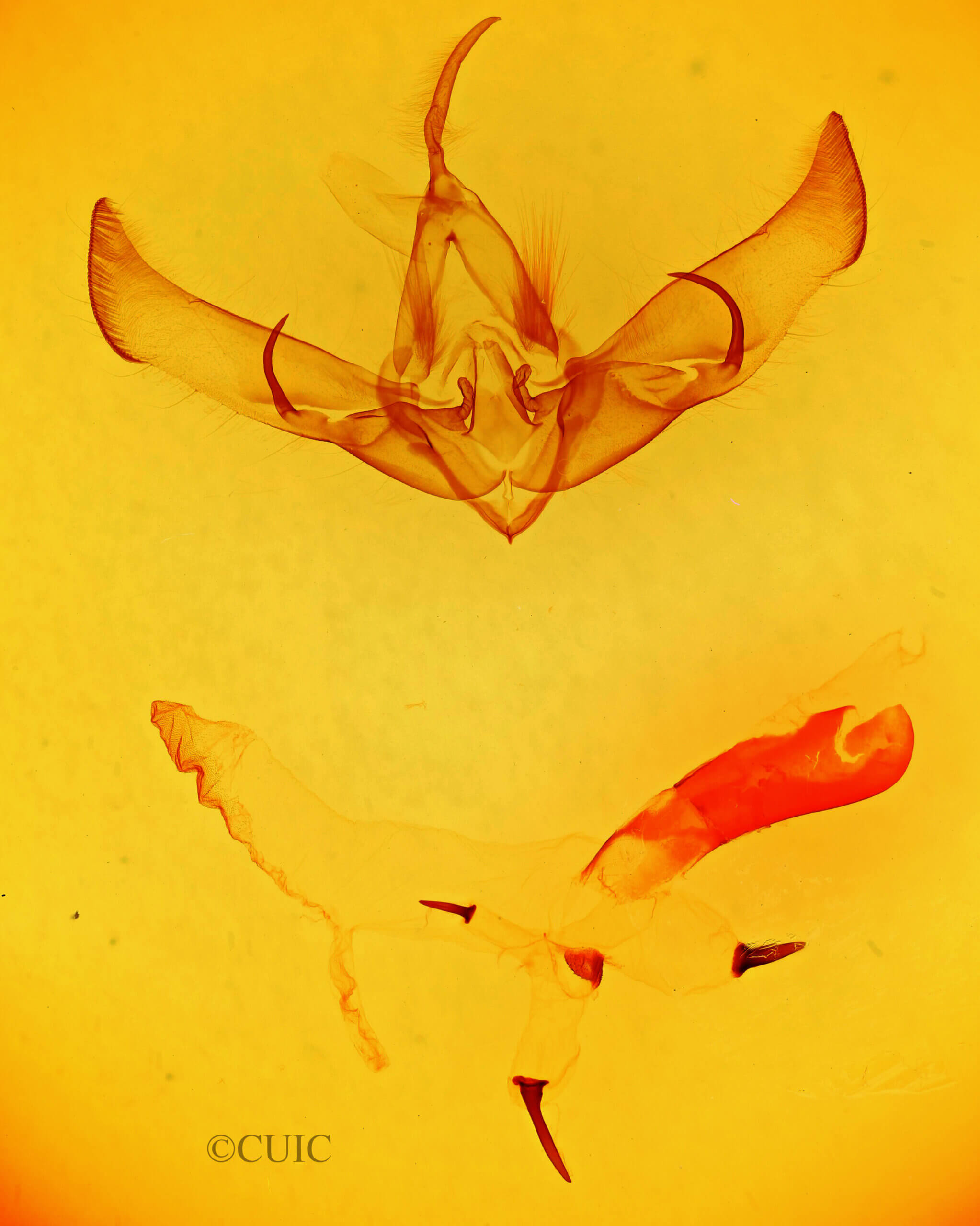 genitalia view of adult Cucullia speyeri