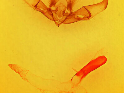 genitalia view of adult Cucullia laetifica