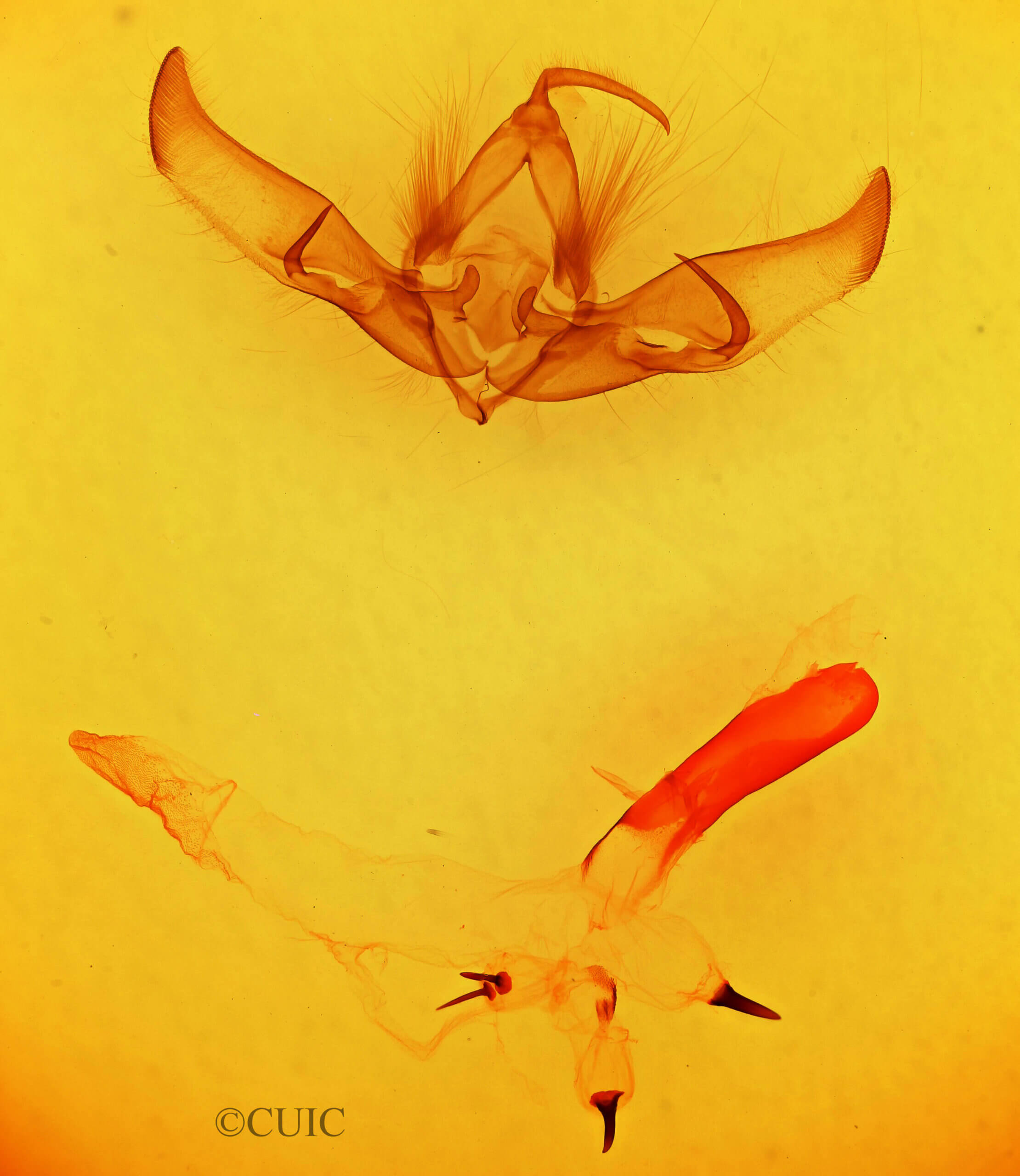 genitalia view of adult Cucullia laetifica