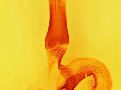 genitalia view of adult Morrisonia triangula