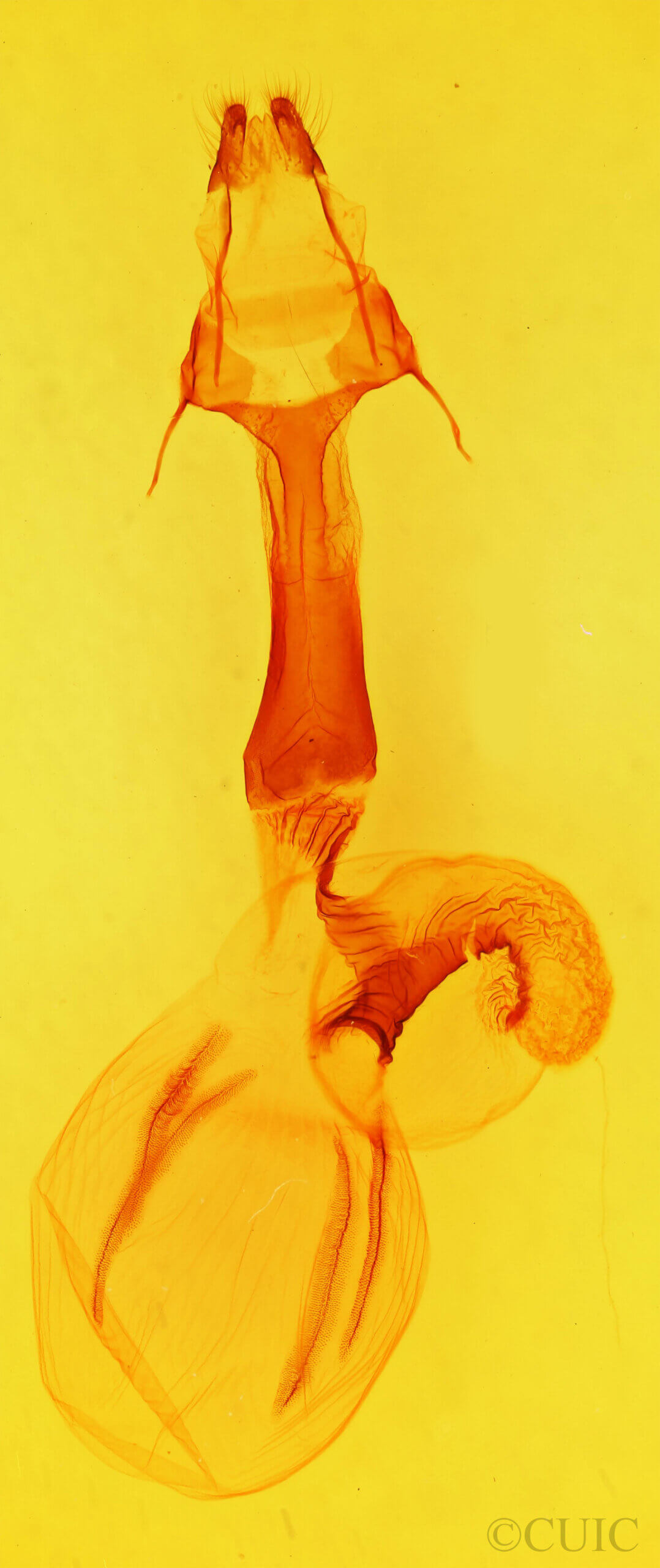 genitalia view of adult Morrisonia triangula