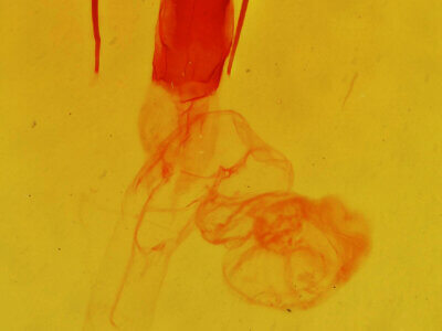 genitalia view of adult Morrisonia mucens