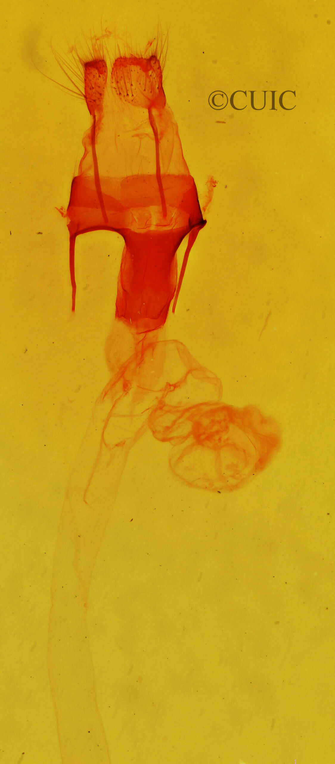 genitalia view of adult Morrisonia mucens