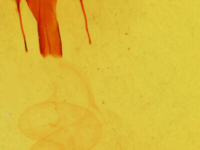 genitalia view of adult Morrisonia evicta