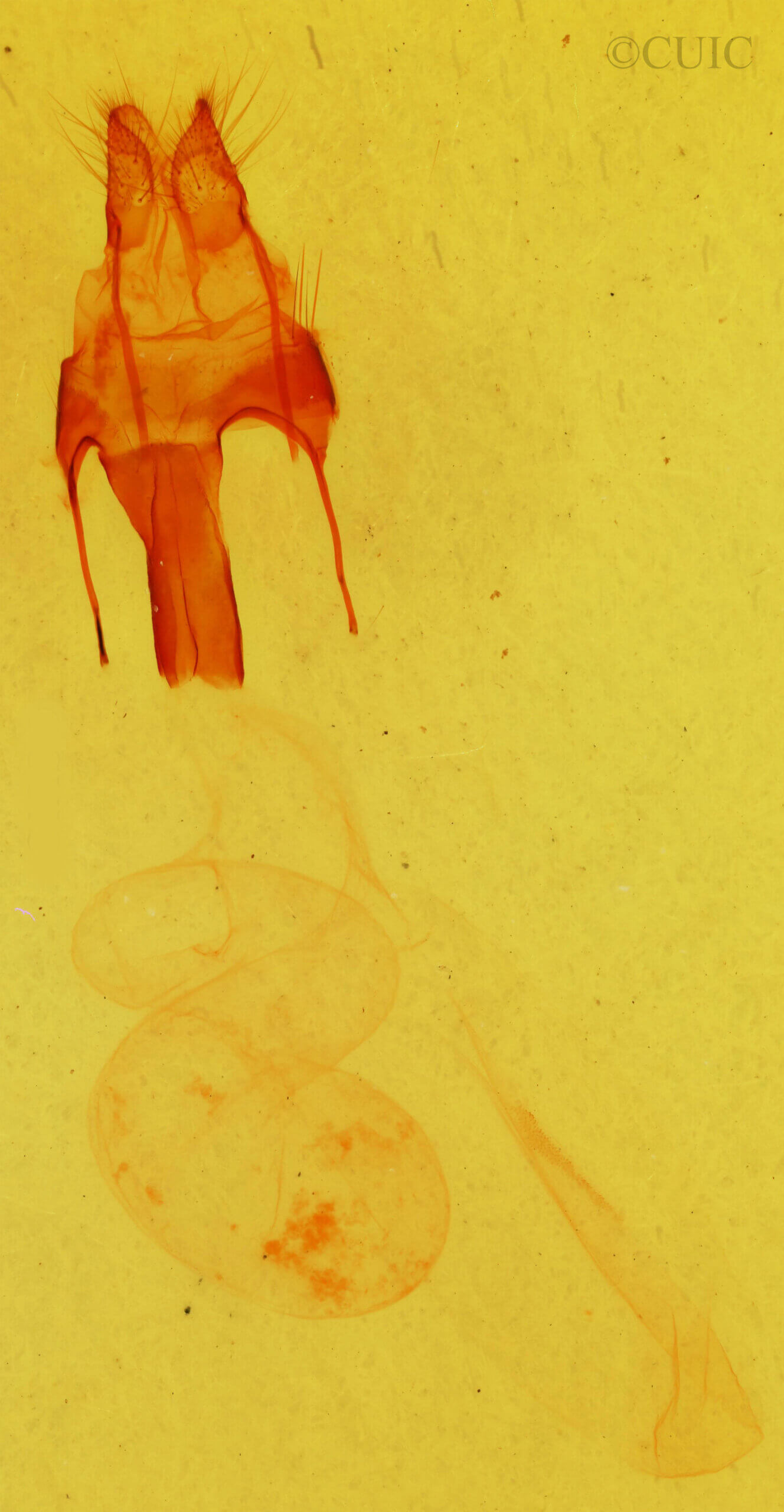 genitalia view of adult Morrisonia evicta