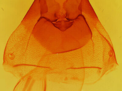 genitalia view of adult Morrisonia confusa