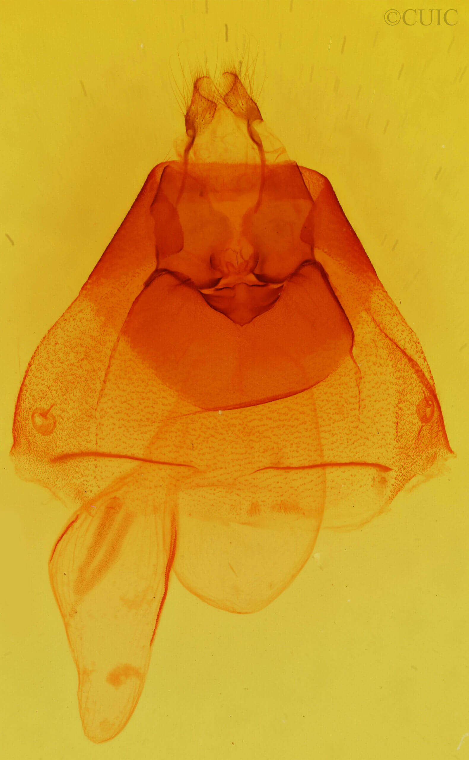 genitalia view of adult Morrisonia confusa